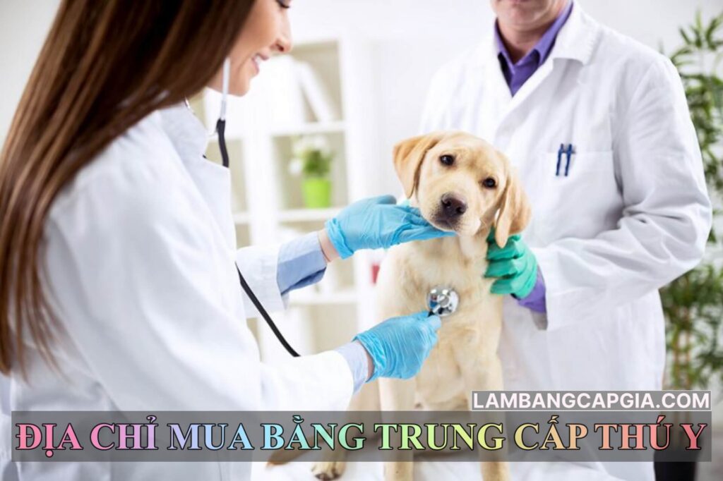 Mua bằng trung cấp thú y